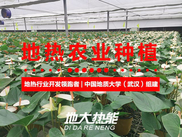 濟南：“地熱能+農業”產業融合，讓地熱能真正“熱”起來-地大熱能